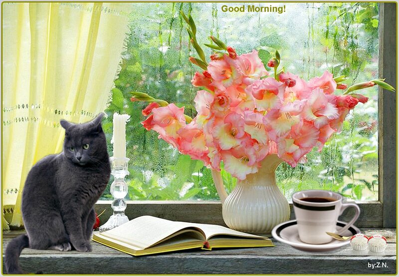 Gray Cat on Windowsill — Pink