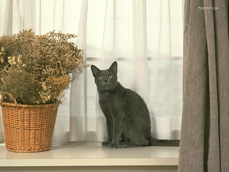 Gray Cat on Windowsill