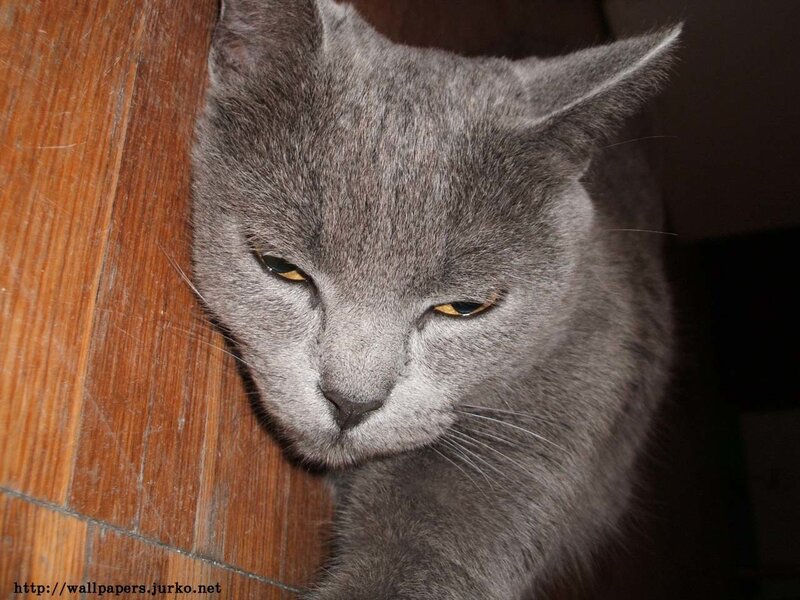 Gray Cat on Wood — Calm, Photograph