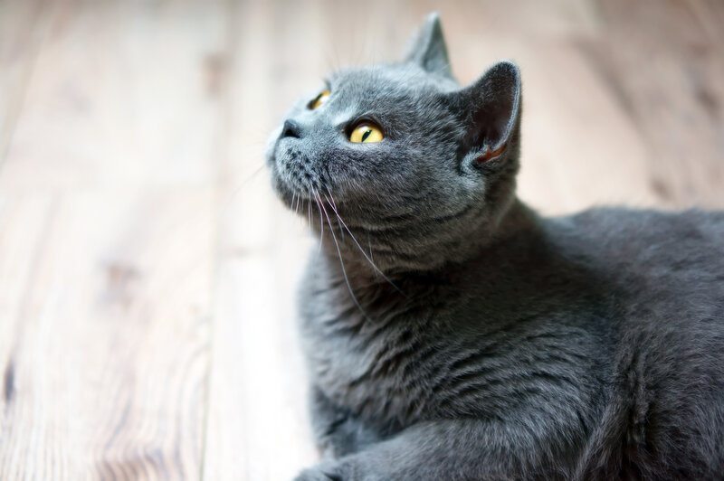 Gray Cat on Wood — Calm