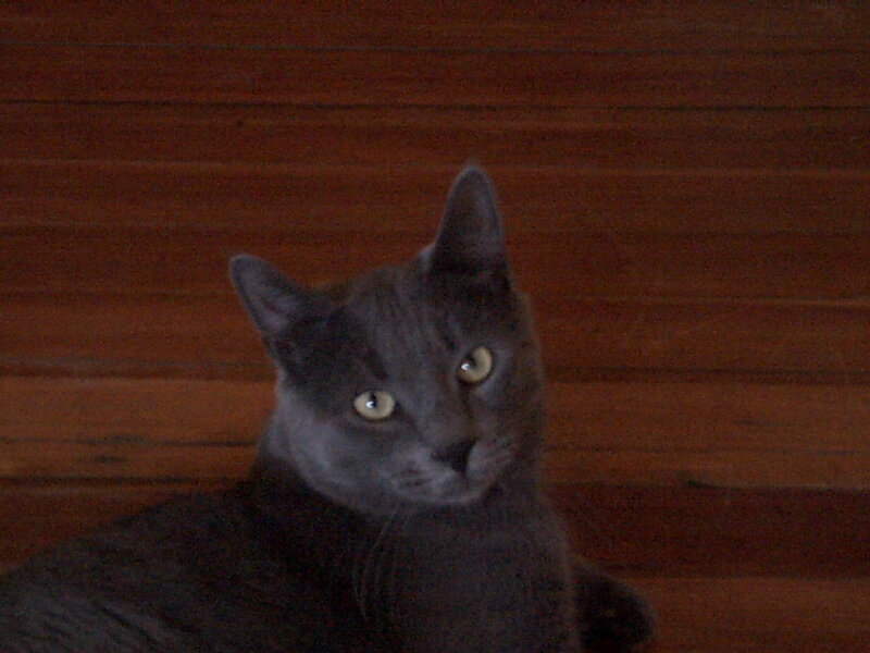 gray cat on wood floor