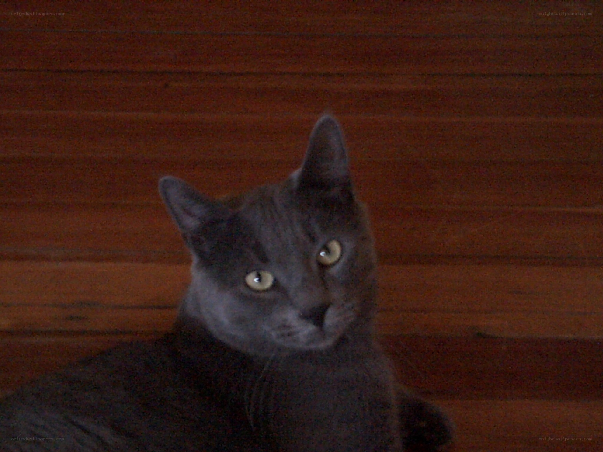 gray cat on wood floor