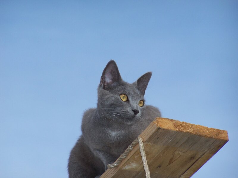 Gray Cat on Wood