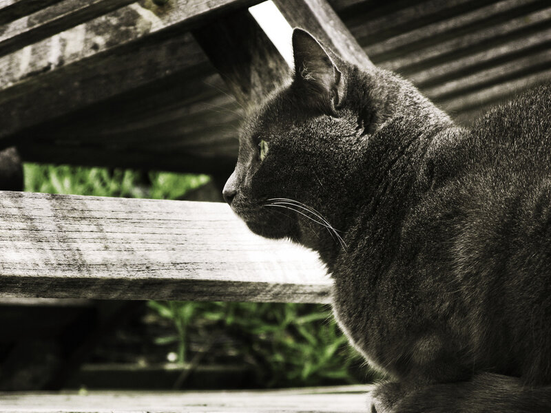 gray cat on wooden bench