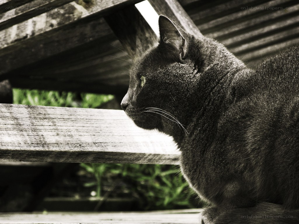gray cat on wooden bench