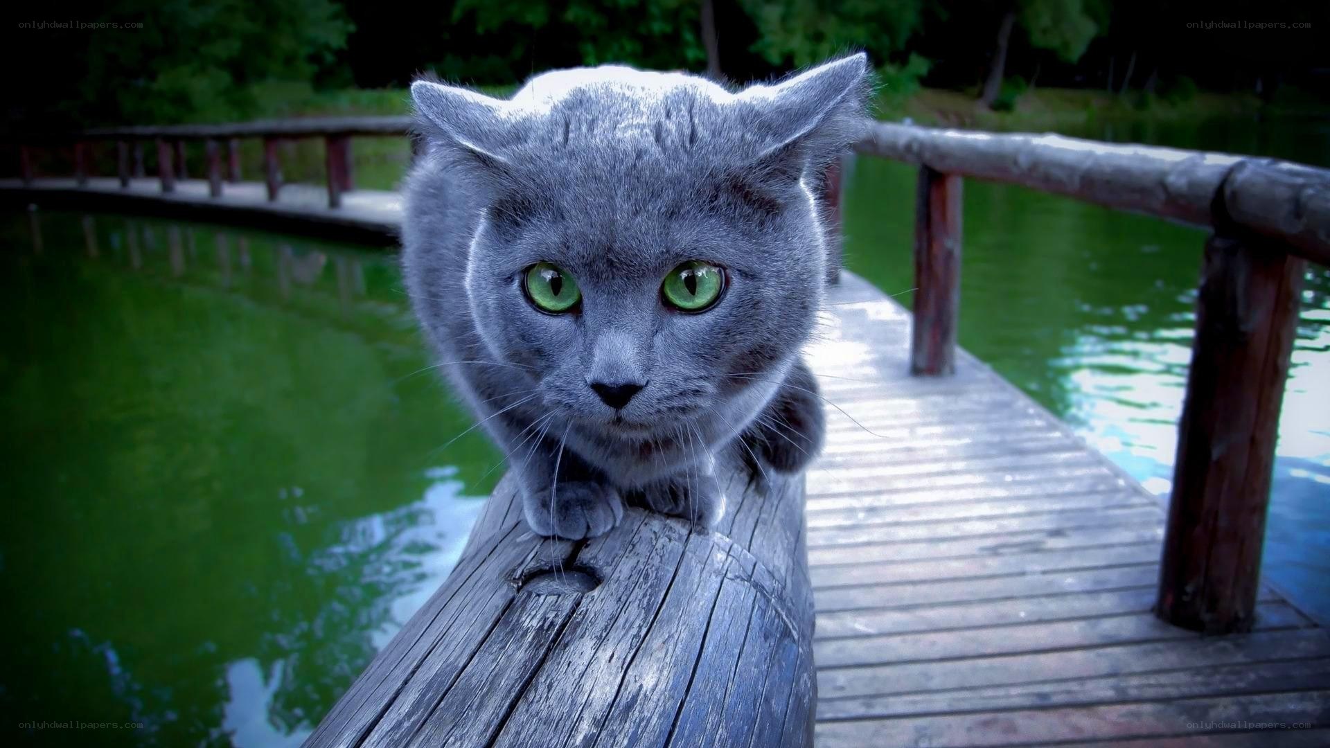 gray cat on wooden bridge