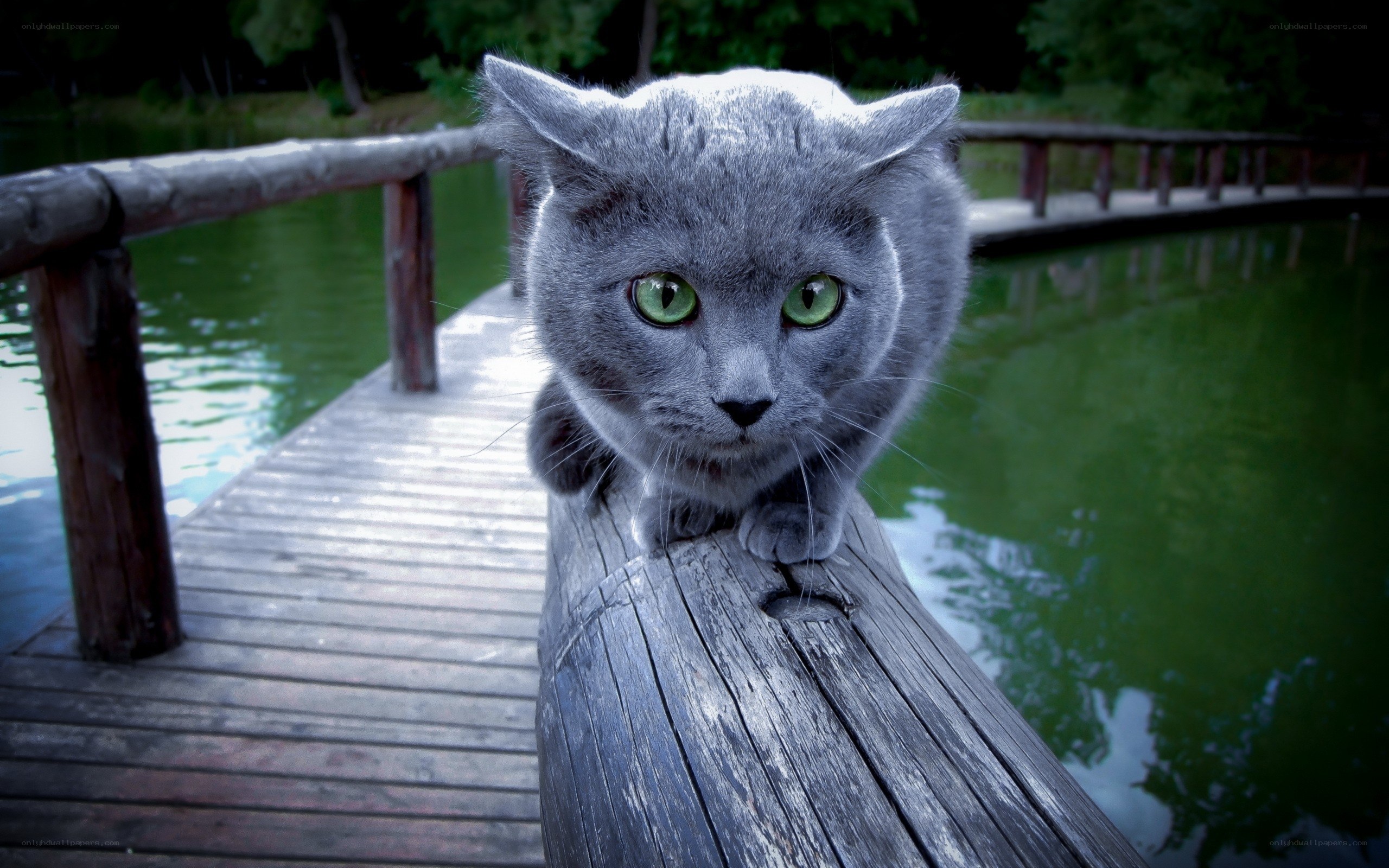 gray cat on wooden bridge