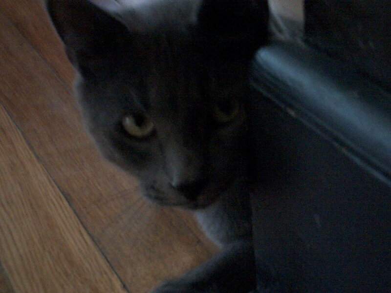 gray cat on wooden floor