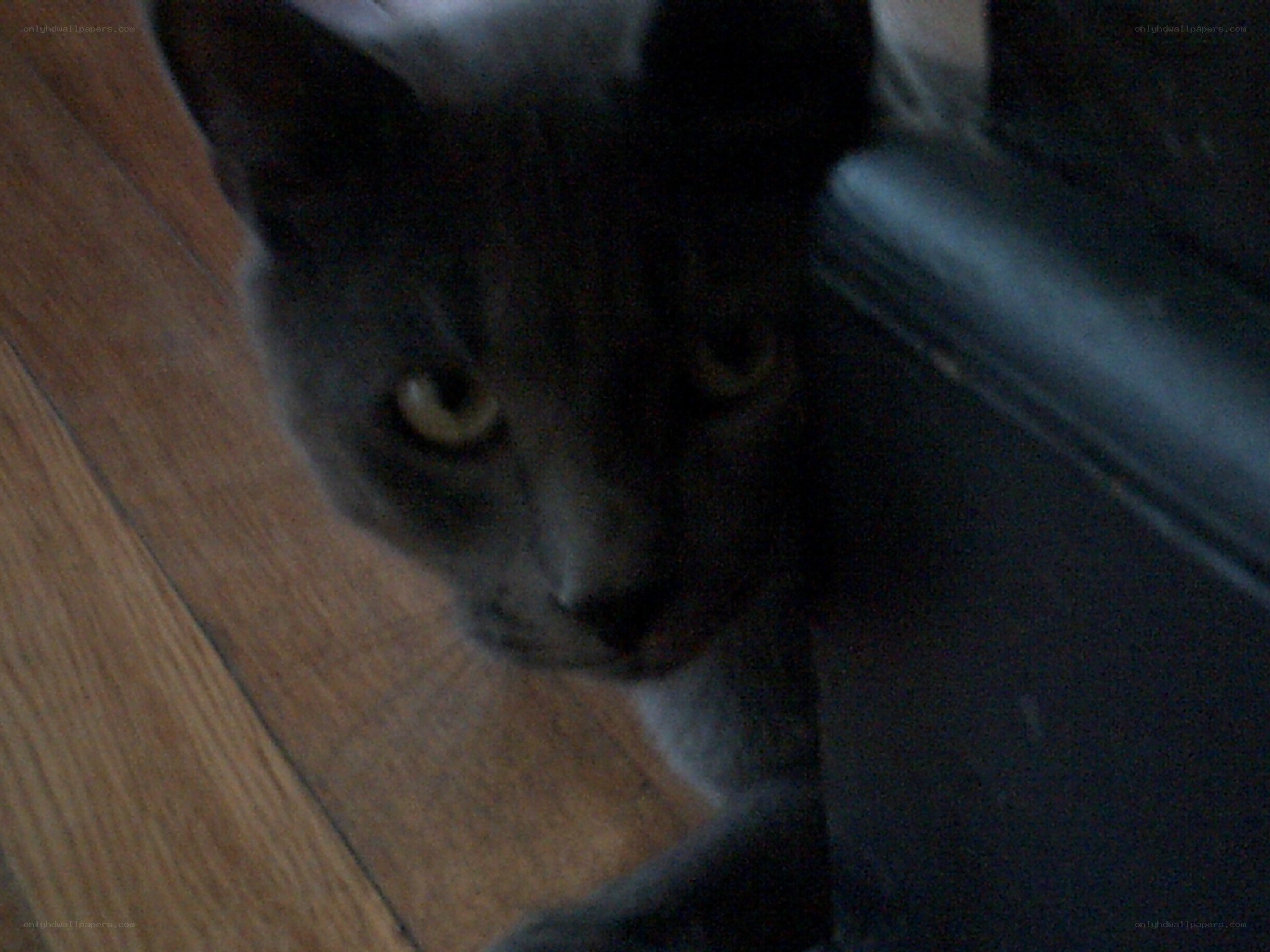 gray cat on wooden floor