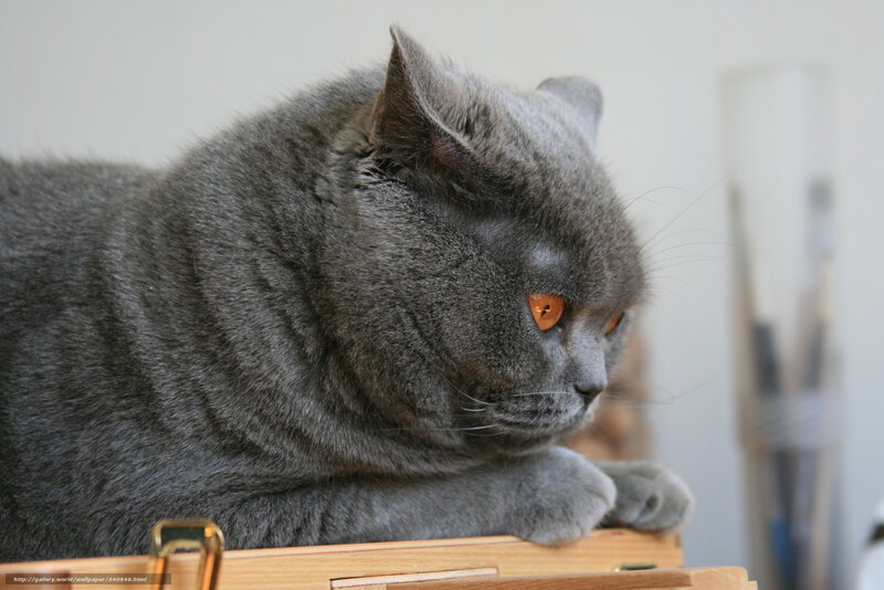 gray cat on wooden surface