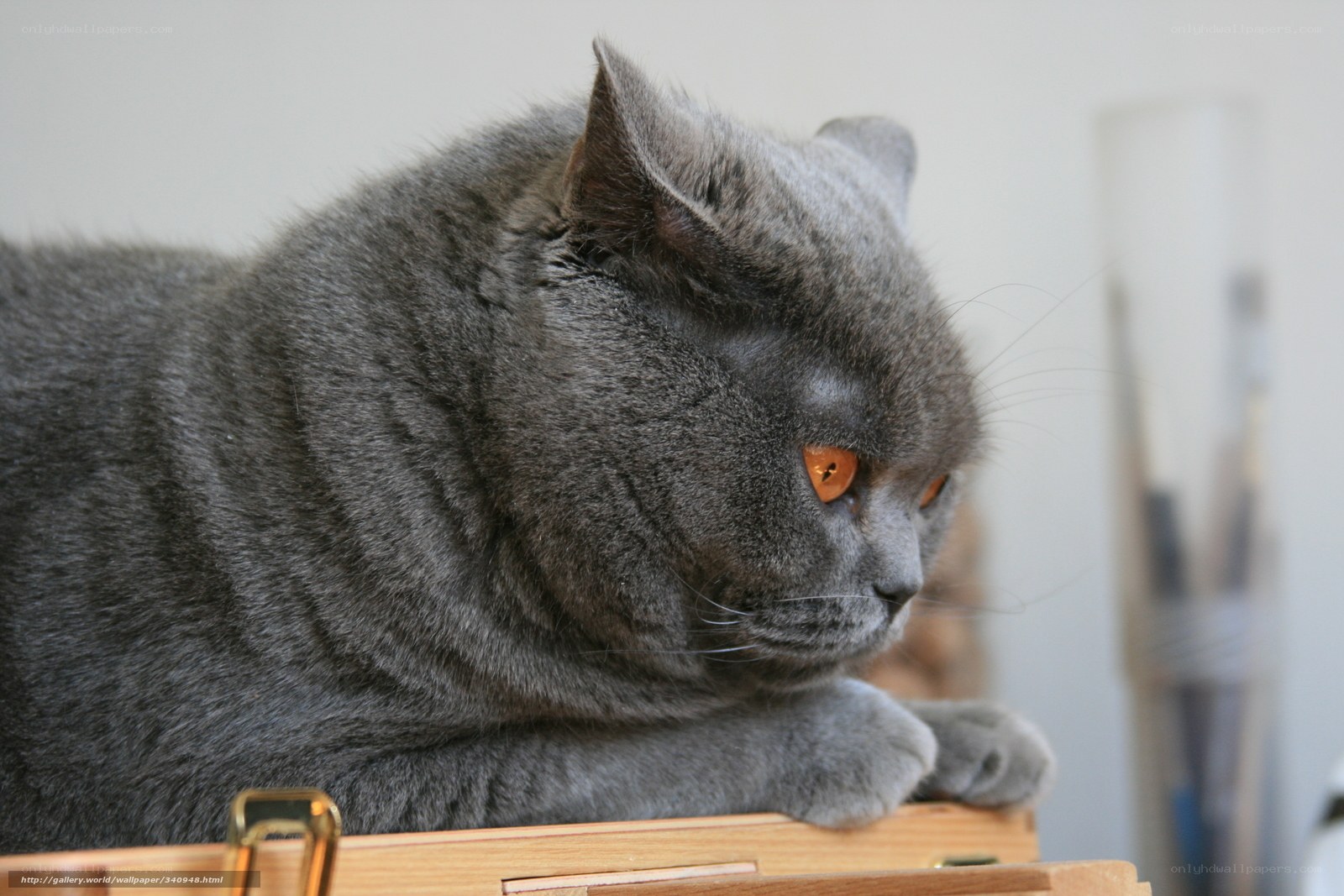 gray cat on wooden surface