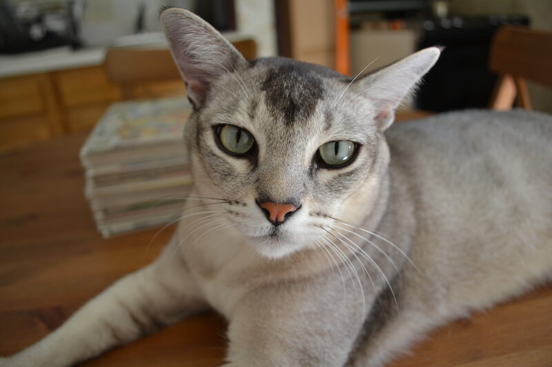 gray cat on wooden table