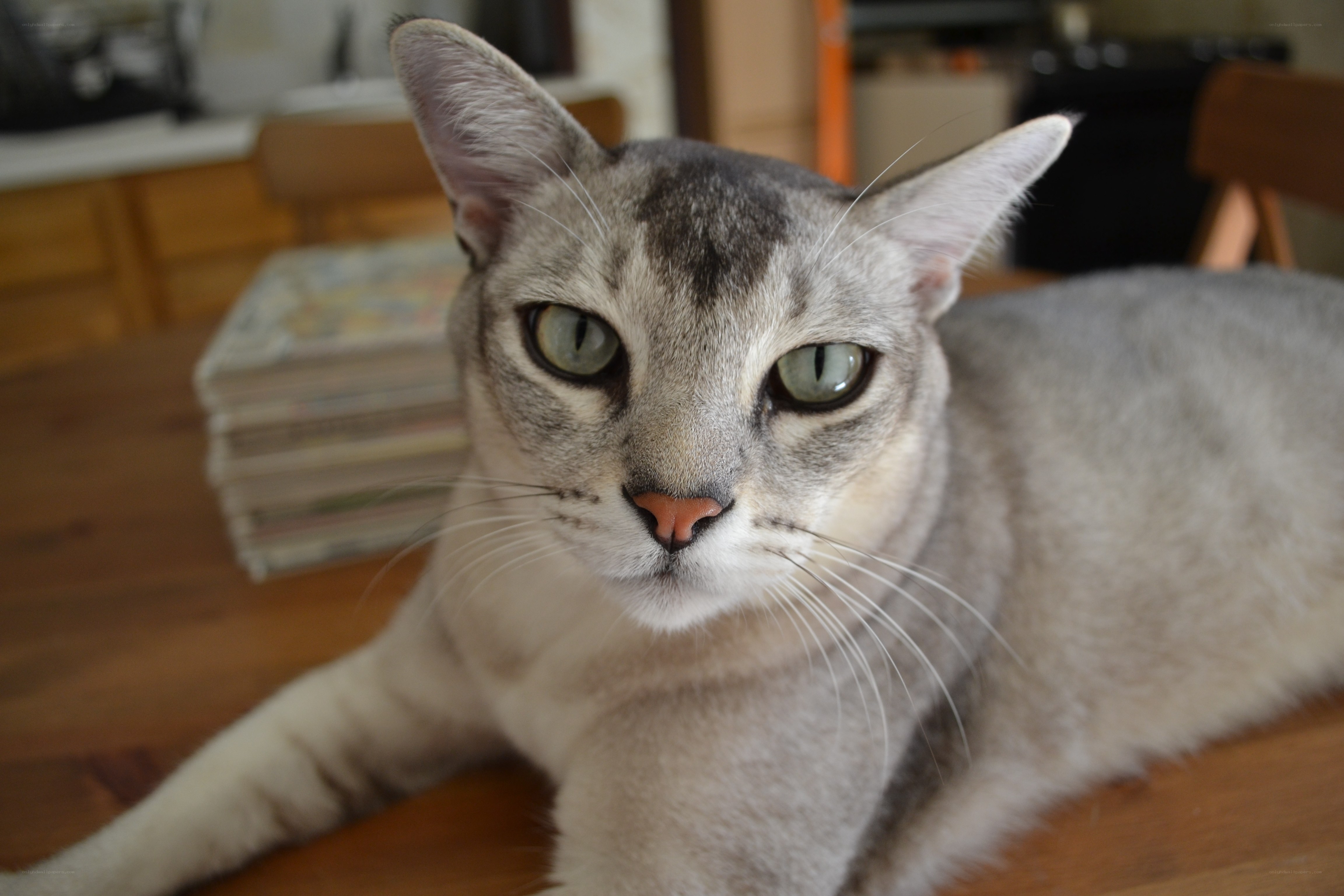 gray cat on wooden table