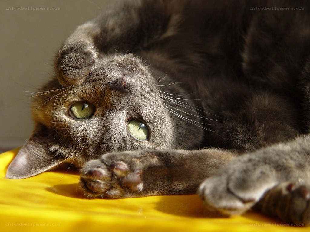 gray cat on yellow surface