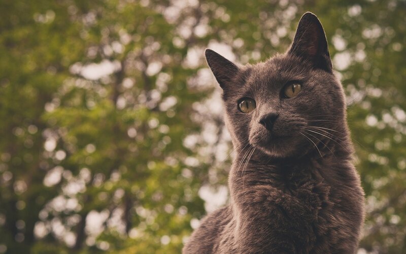 Gray Cat Outdoors — Calm, Afternoon, Photograph