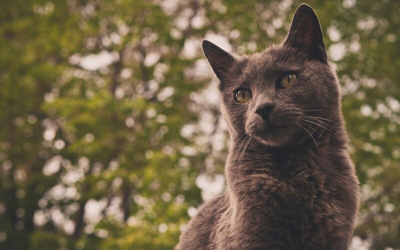 Gray Cat Outdoors — Calm