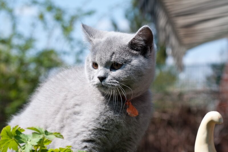 Gray Cat Outdoors