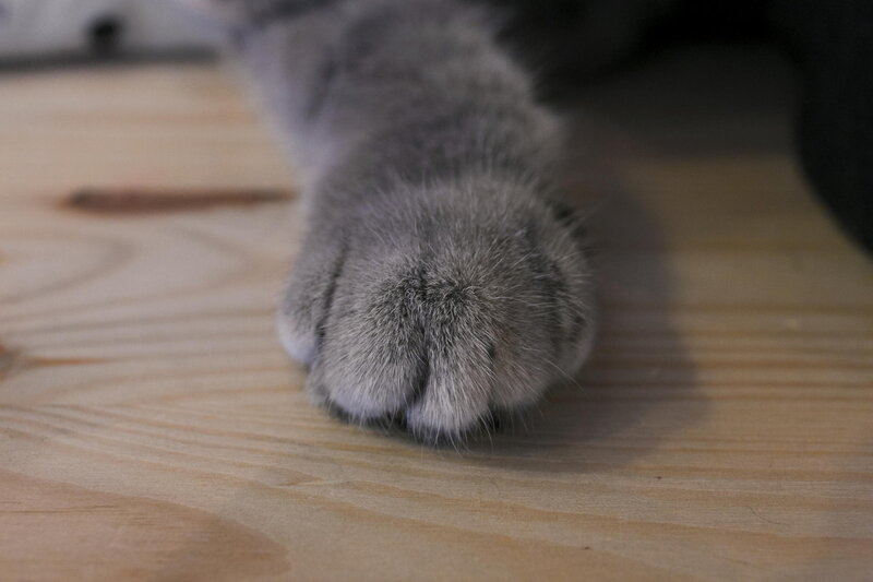 Gray Cat Paw — Calm, Photograph