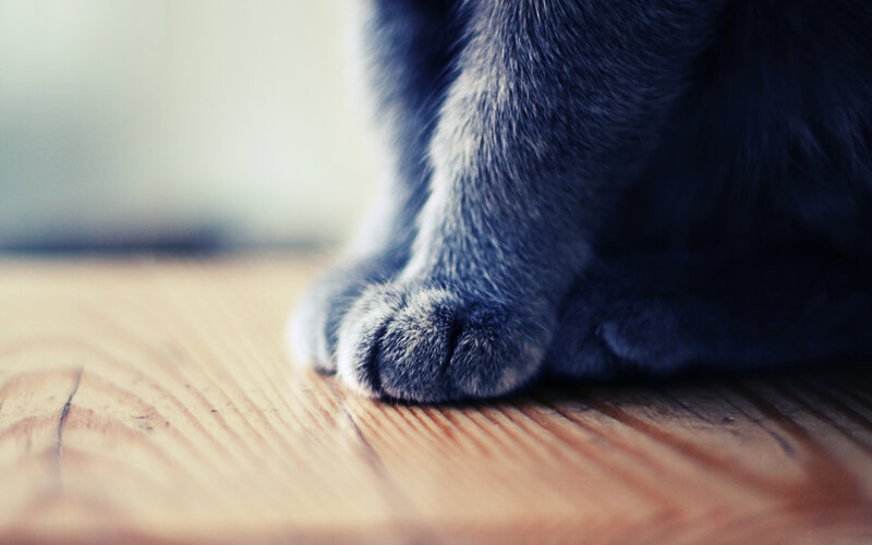 Gray Cat Paw — Calm