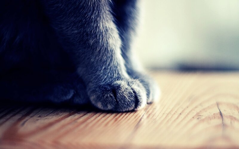 Gray Cat Paw