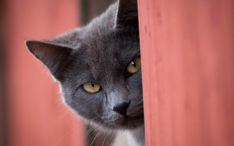 Gray Cat Peeking — Curious, Photograph, Red Wall