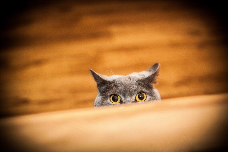 Gray Cat Peeking — Curious