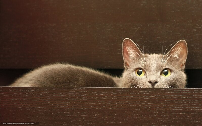 gray cat peeking from behind