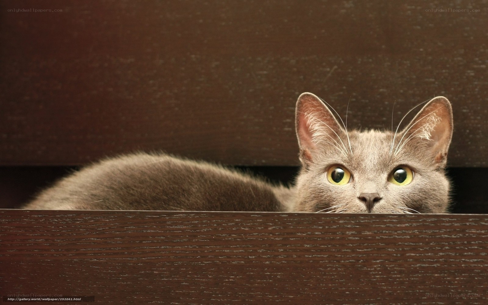 gray cat peeking from behind