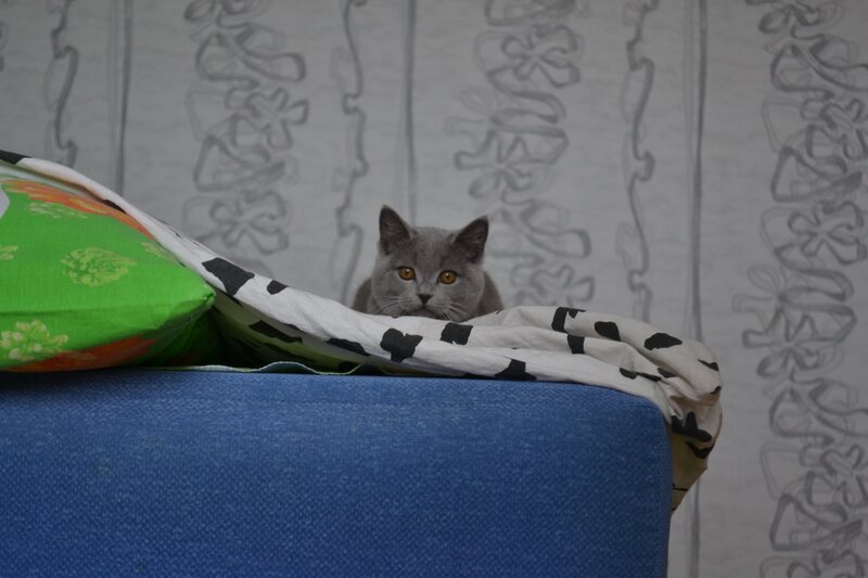gray cat peeking from blanket