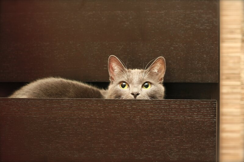 gray cat peeking from drawer