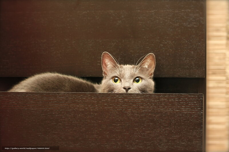 gray cat peeking from drawer