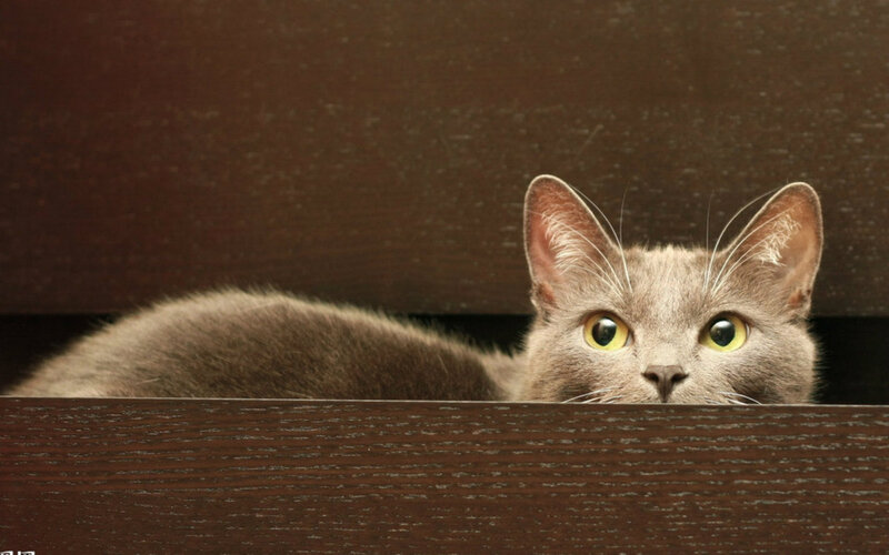 Gray Cat Peeking Out — Brown