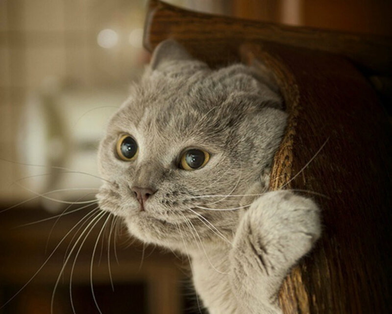 Gray Cat Peeking Out — Curious, Photograph, Wooden Object
