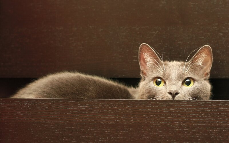 Gray Cat Peeking Out — Curious, Photograph, Wooden Surface