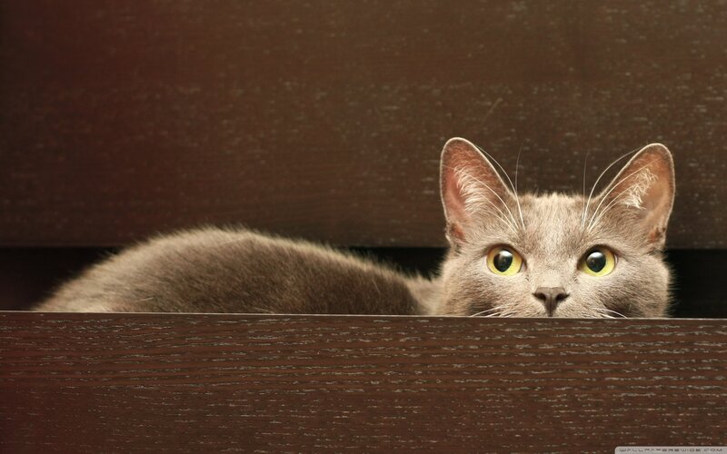 Gray Cat Peeking Out — Curious