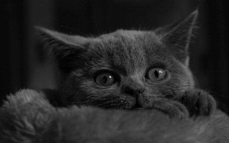 Gray Cat Peeking Out