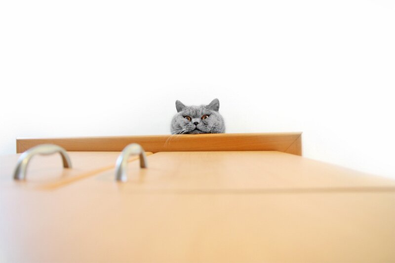 Gray Cat Peeking over Cabinet