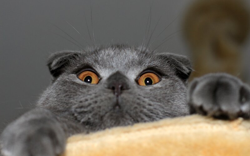 Gray Cat Peeking over Edge — Curious, Photograph, Paw