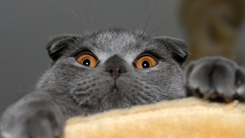Gray Cat Peeking over Edge — Curious, Photograph