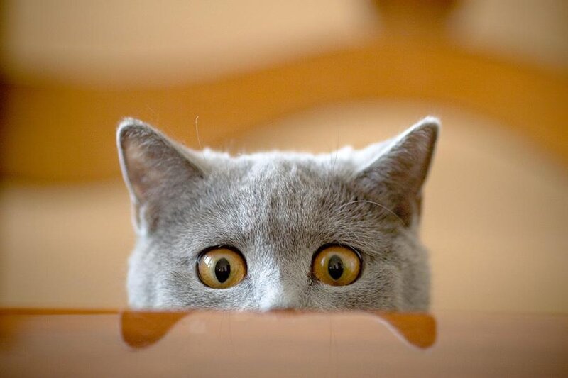 Gray Cat Peeking over Edge — Curious