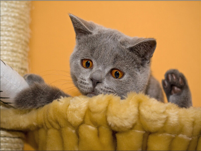 Gray Cat Peeking over Edge