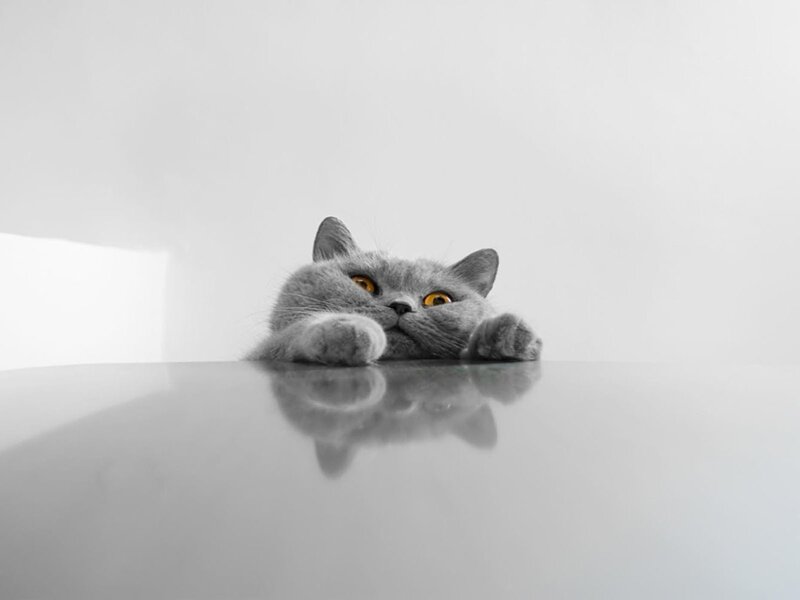 Gray Cat Peeking over Surface — Curious