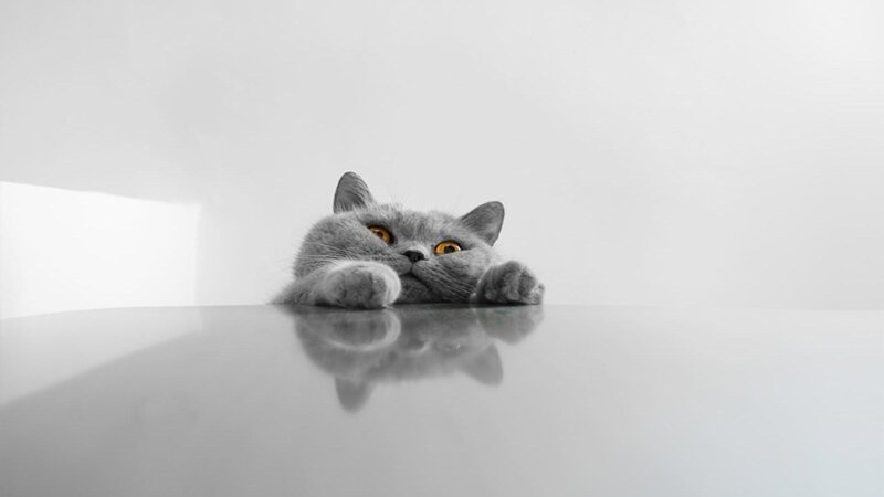 Gray Cat Peeking over Surface