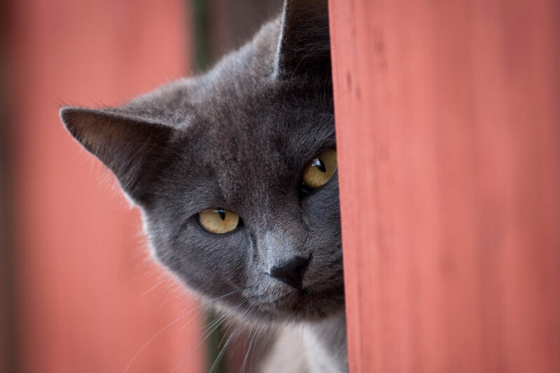 Gray Cat Peeking