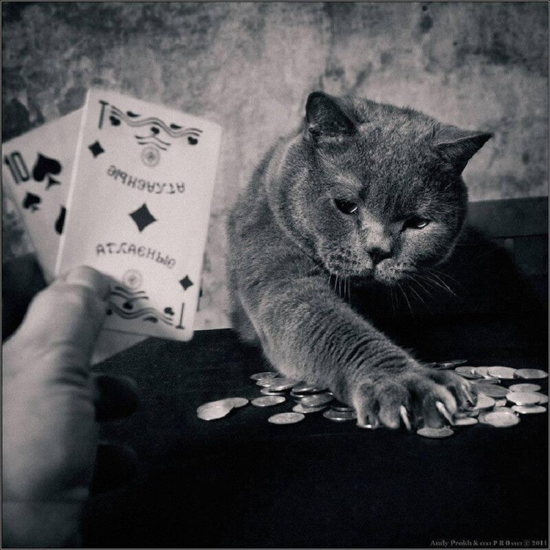 Gray Cat Playing Cards