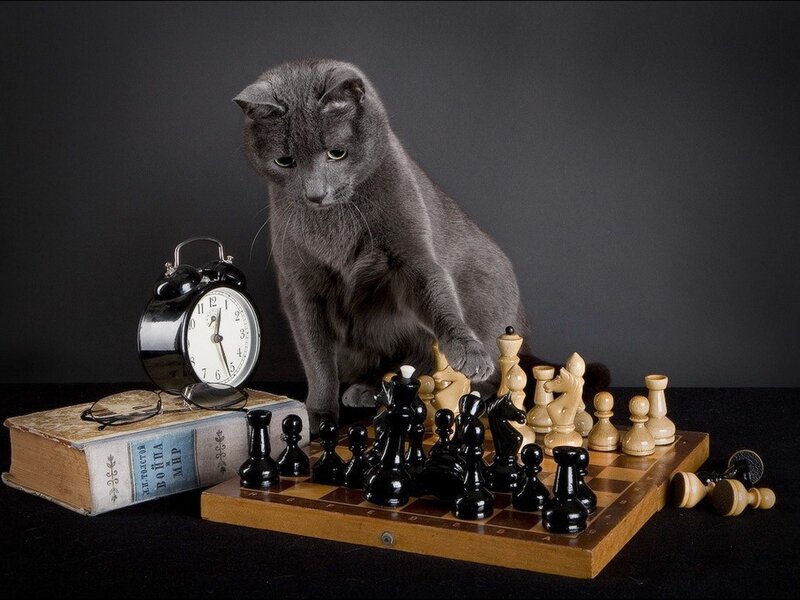 Gray Cat Playing Chess — Dramatic