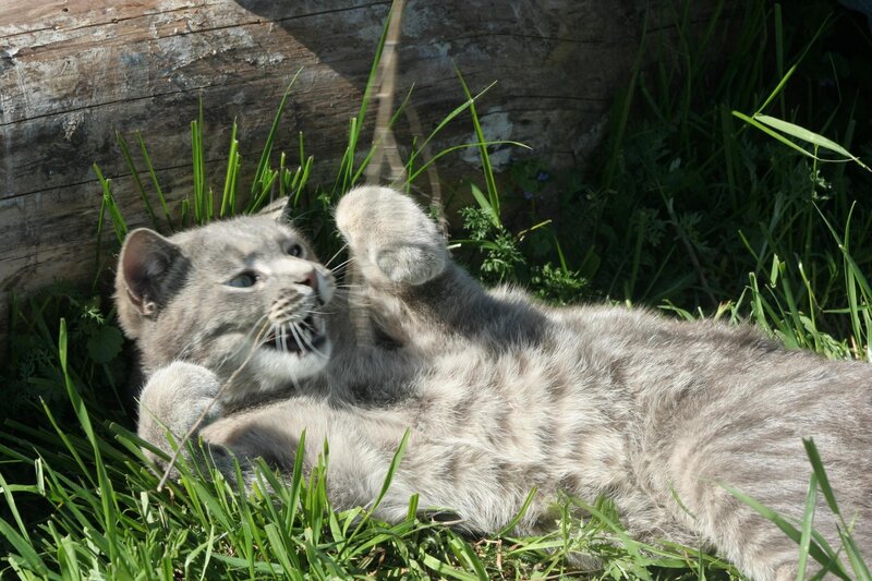 gray cat playing in grass