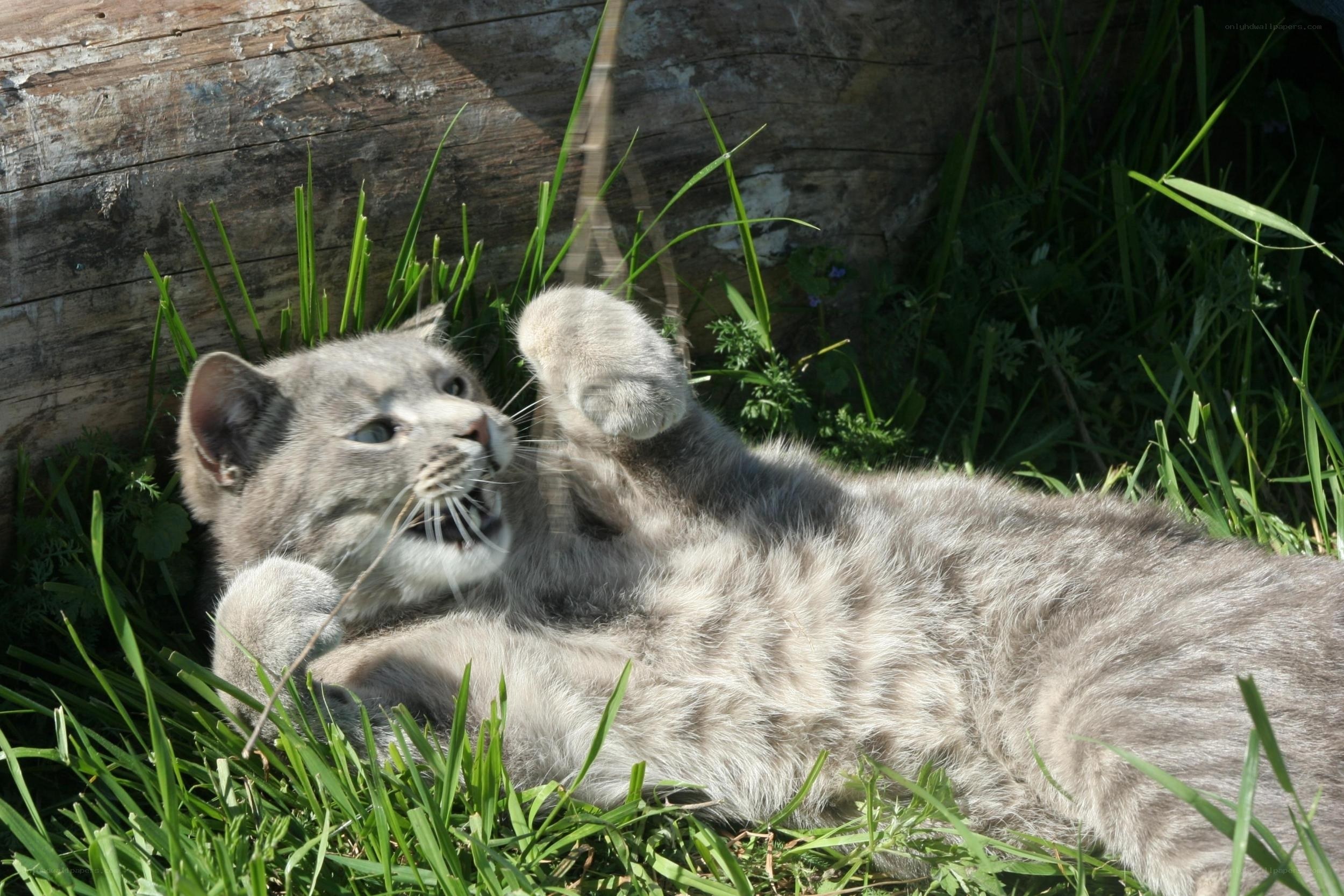 gray cat playing in grass
