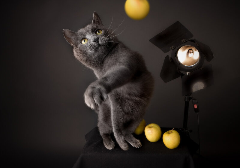 gray cat playing with apples