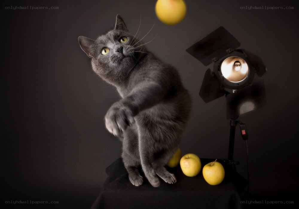 gray cat playing with apples